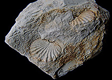 Fósseis brachiopoda em folhelho, PR